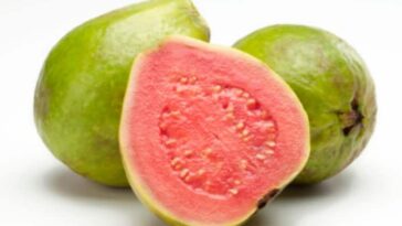 Guava Health Benefits 5 Reasons Why You Must Eat Amrood in Winters